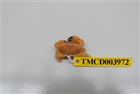 藏品(礁石假團扇蟹)的圖片